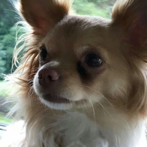 Meet your Posher, Amy - Picture 1 of 1